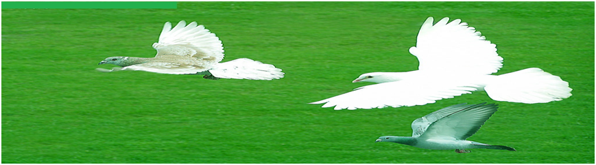 精神科药物在女性应用需重点关注的几个问题