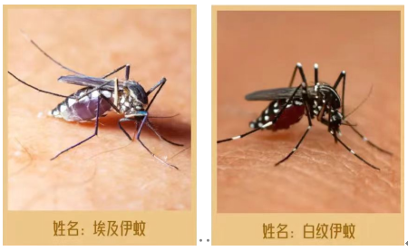注意了！我是伊蚊，我可以传播登革热。