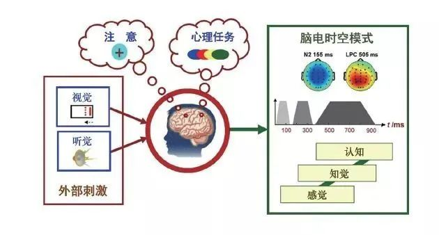 探索大脑的奥秘：认知神经科学中的电信号之旅